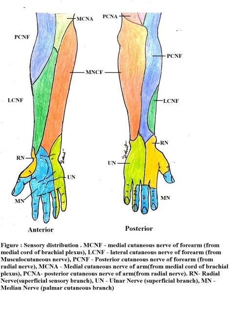 sensory distribution